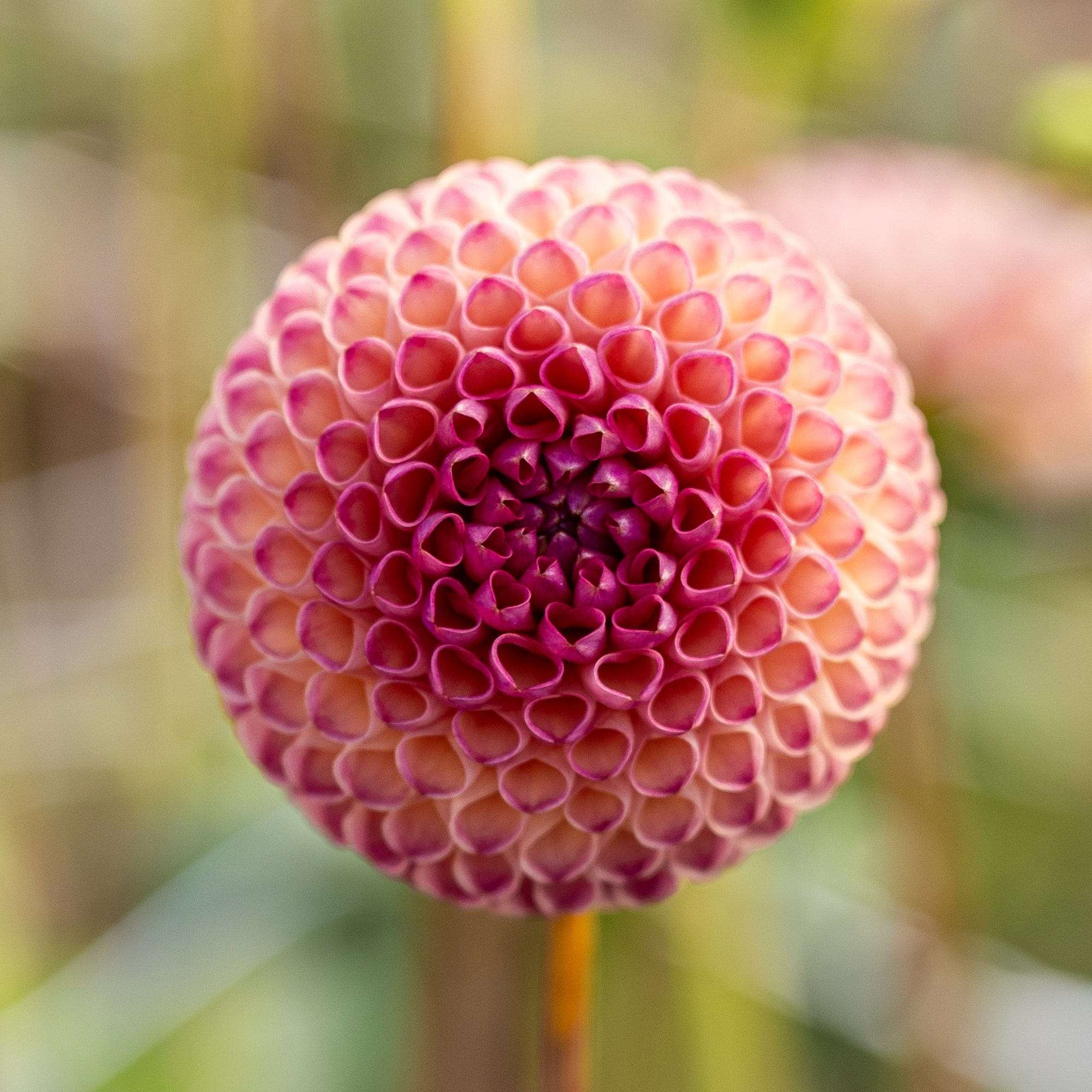 Dahlia 'Burlesca'